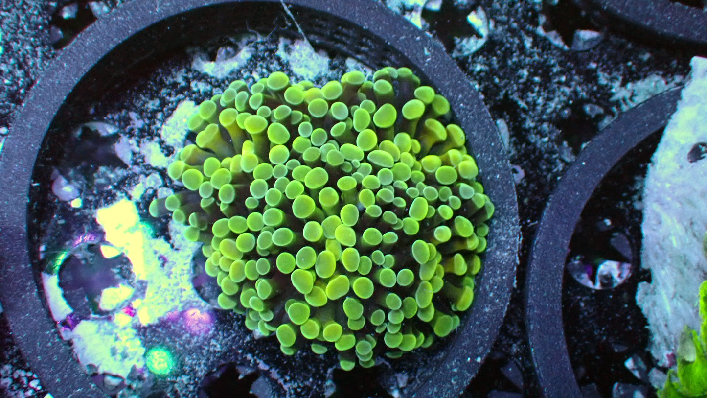 Mc freeze hammer colony 3” WYSIWYG