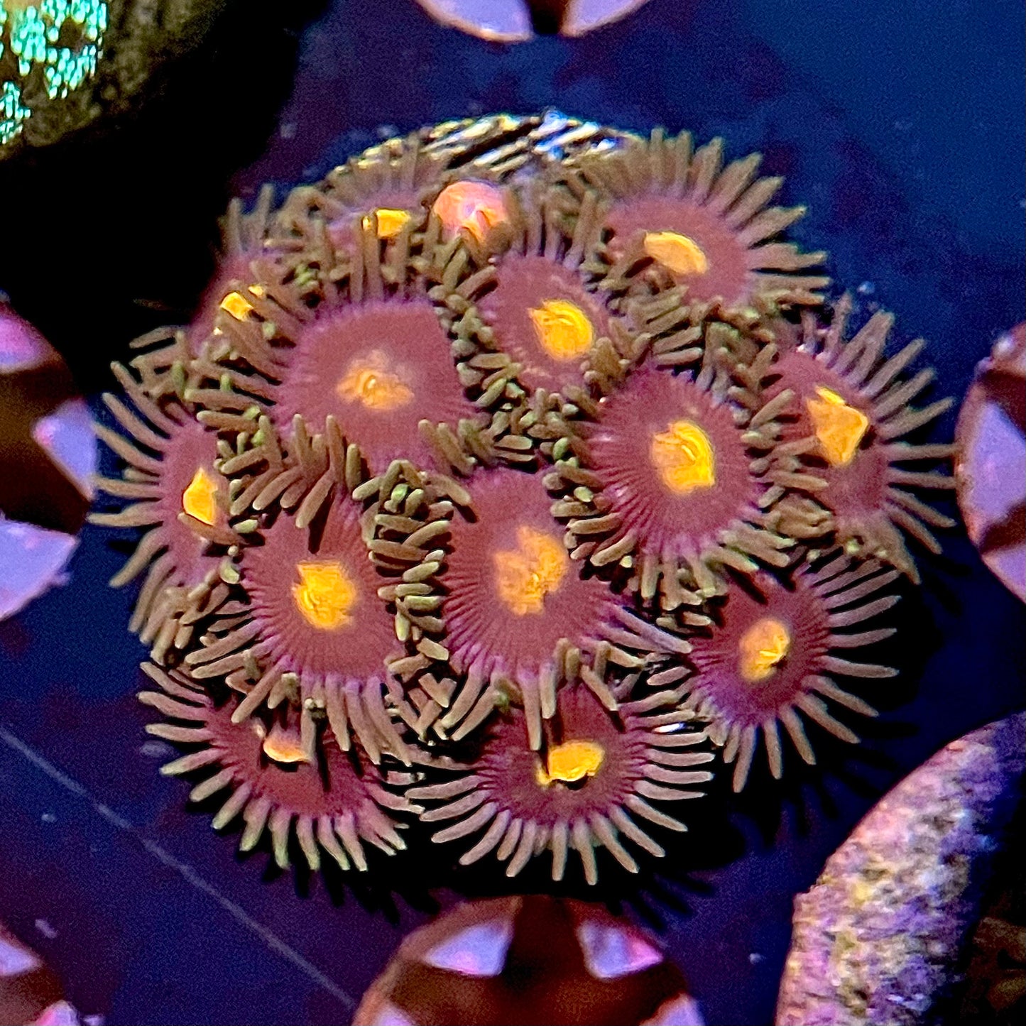 Blowpop Zoanthids - 1” frag - WYSIWYG