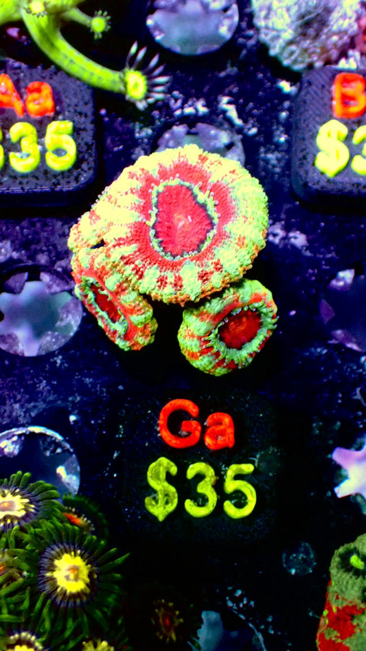 Asian striped acan WYSIWYG Ga