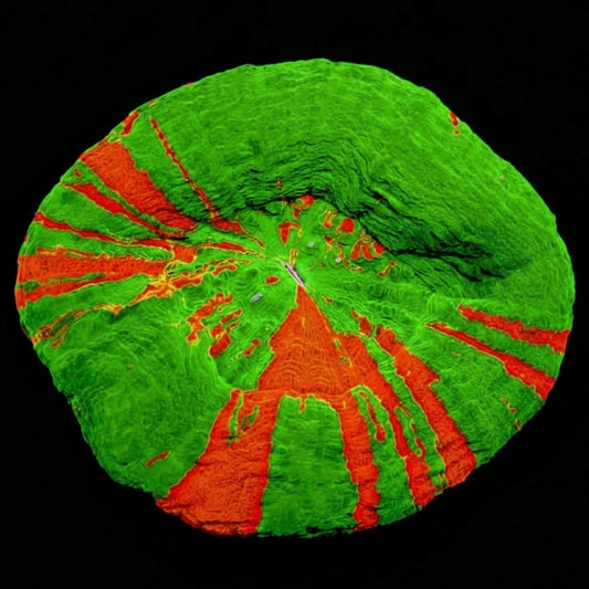 Bleeding apple scolymia WYSIWYG 2”