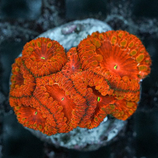 Red flame blasto welsi 2” WYSIWYG