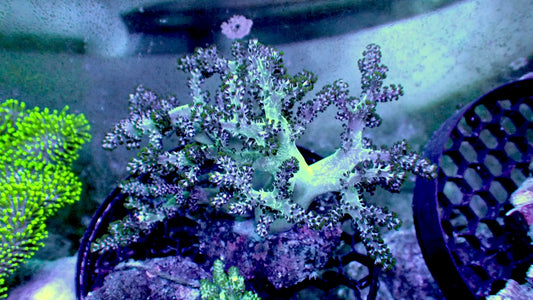Blue Kenya tree colony 4” WYSIWYG