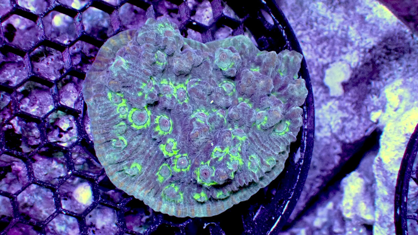 Blue dream chalice 3” WYSIWYG