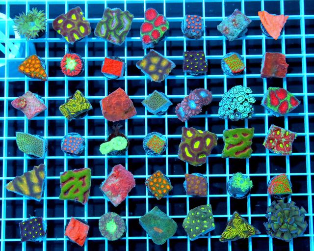 8 pcs Frag Pack - 1” frags