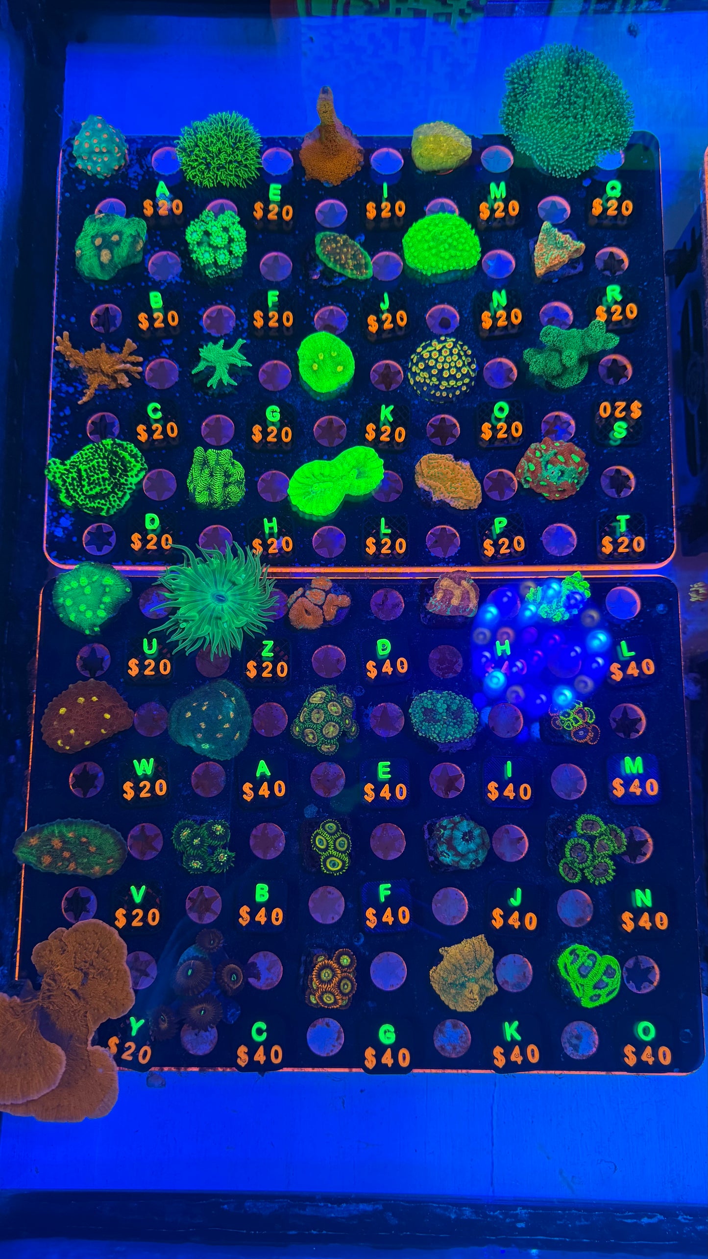 WYSIWYG Live Showcase