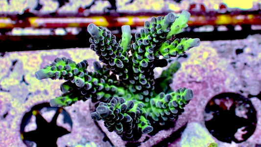 Grape escape acropora