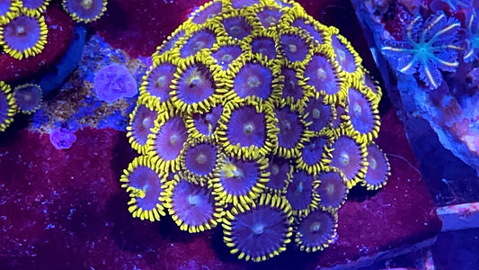 Blueberry fields Zoa