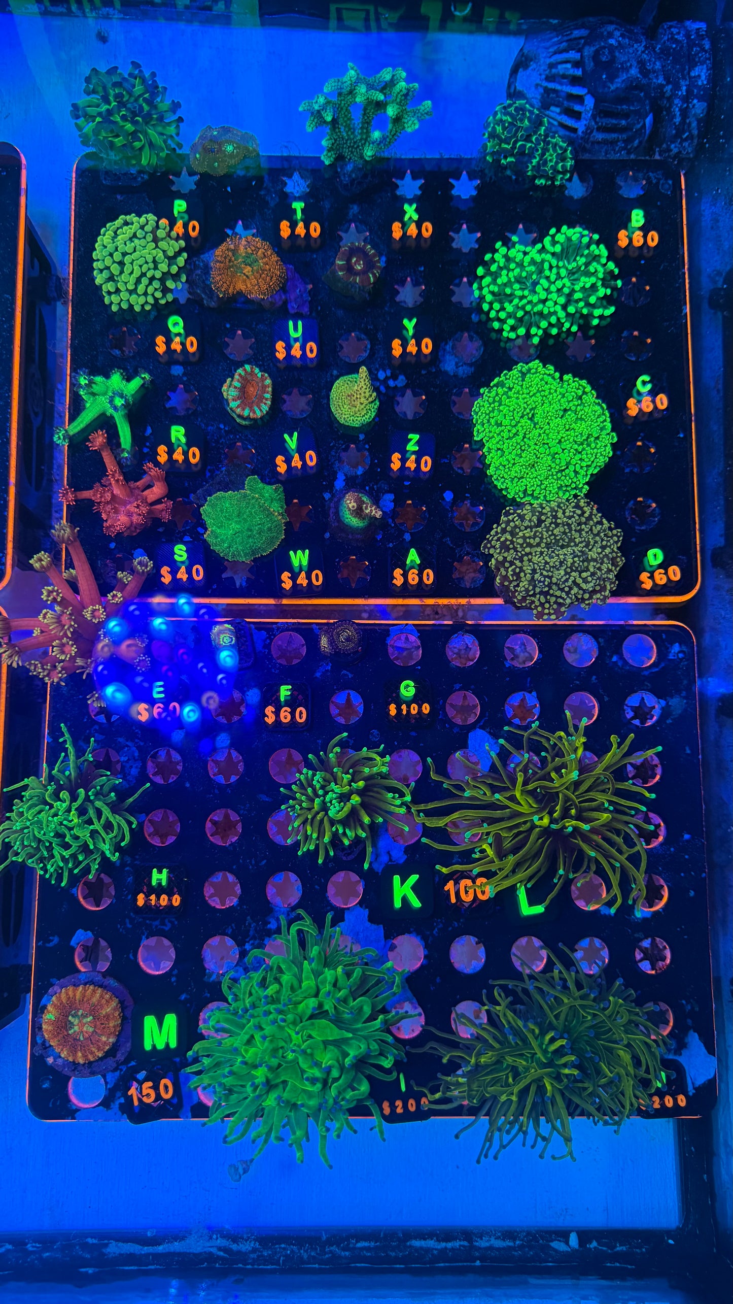 WYSIWYG Live Showcase