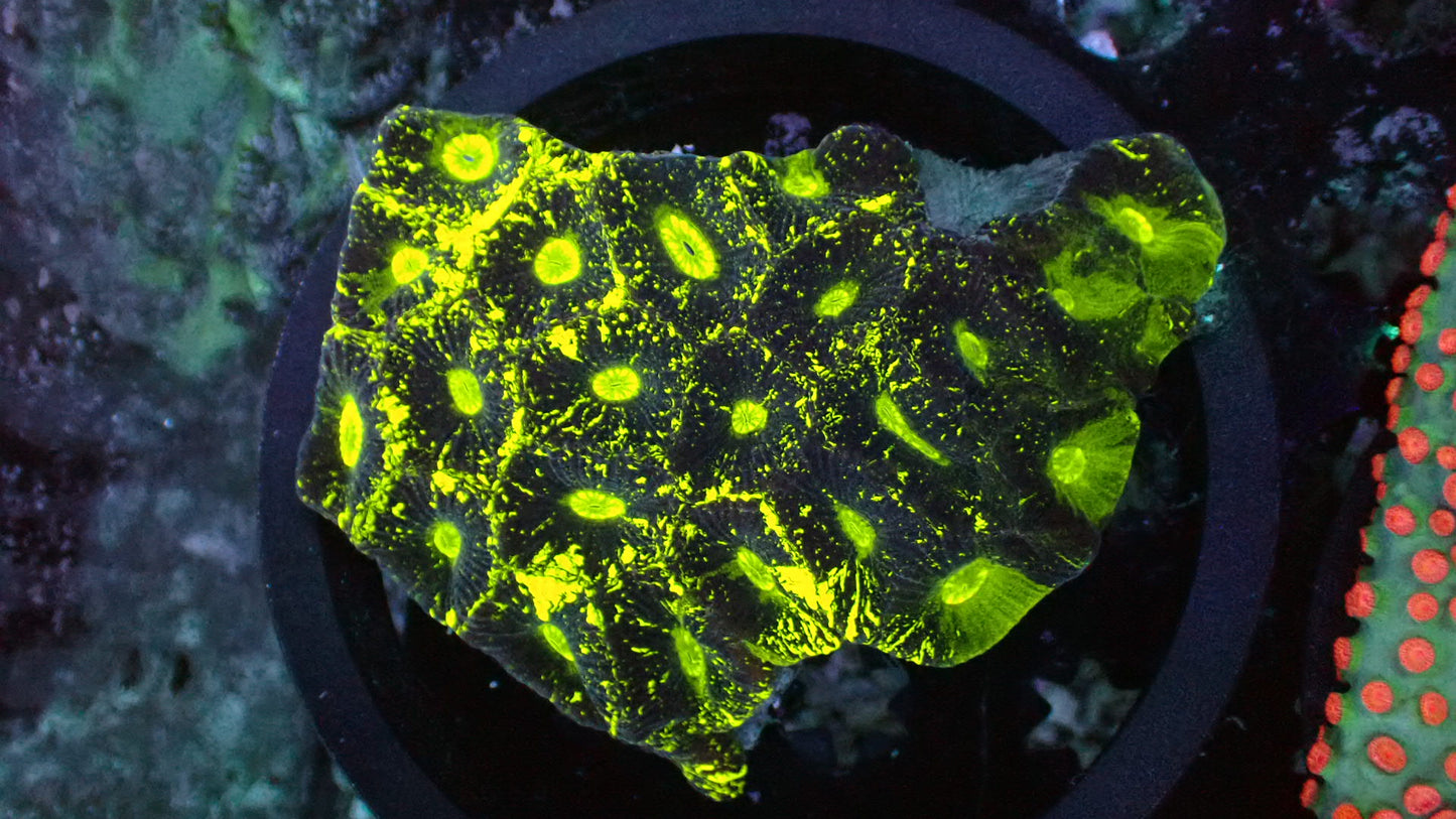 Yellow goniastrea brain slab 4” WYSIWYG