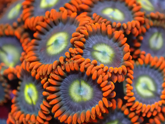 Spiderman Zoas