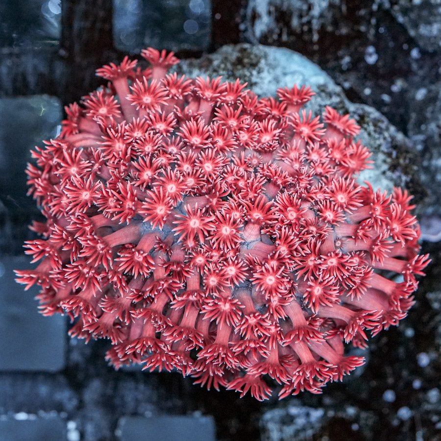 Pink goniopora 4” colony WYSIWYG
