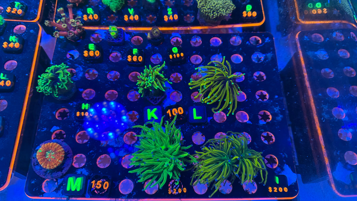 WYSIWYG Live Showcase