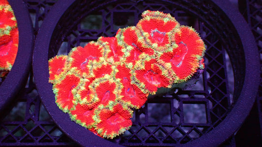Gold Coast acan lord colony 3” WYSIWYG