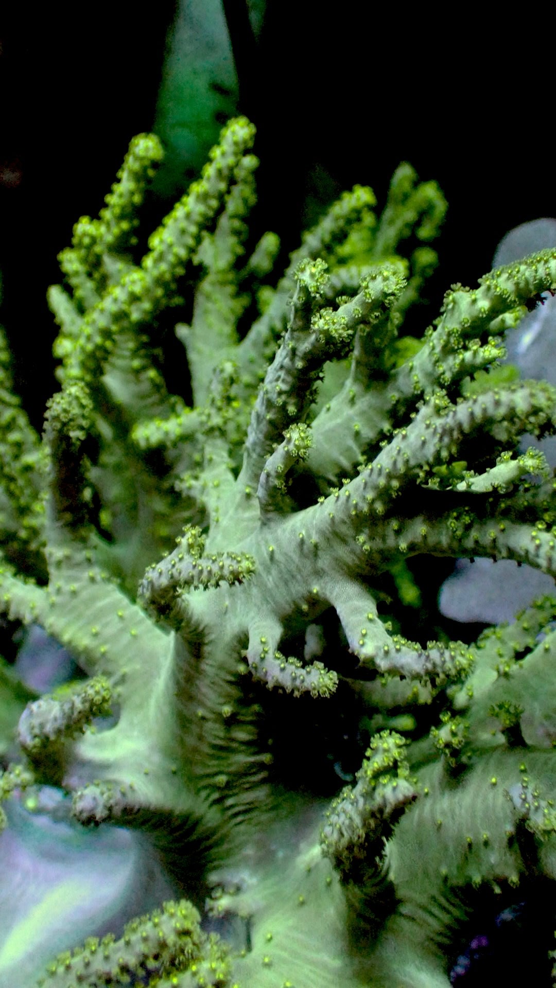 Green Finger Leather