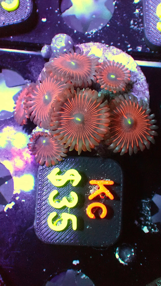 Red people eater zoas 1” WYSIWYG Kc