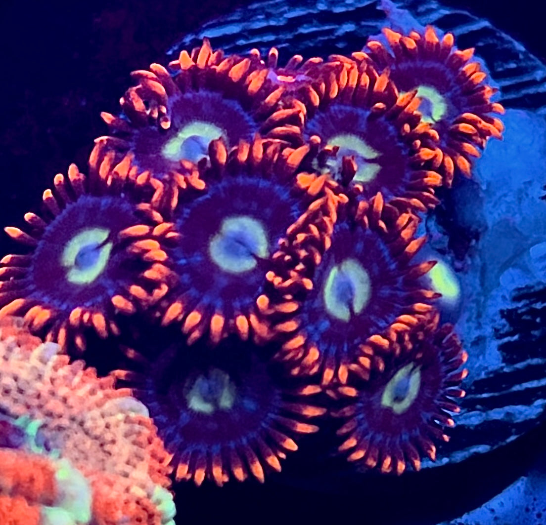 Spiderman Zoas - 1” frag, 4+ polyps