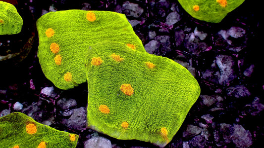 Space Invader Chalice