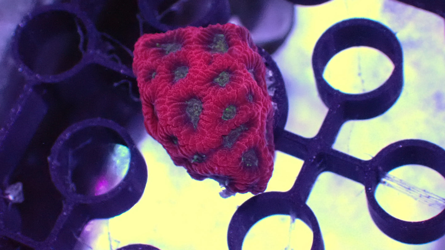 Red skull favia 1” frag WYSIWYG