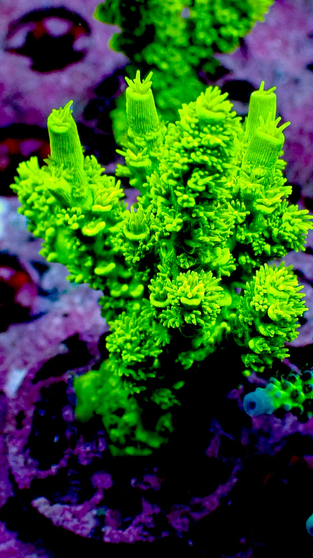 Green Slimer Acropora
