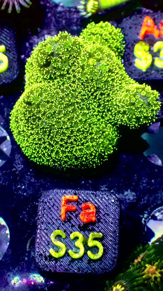 Fiji Green stylophora WYSIWYG Fa
