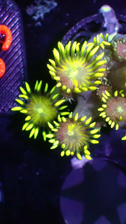 Starburst Goni 1” WYSIWYG Sc