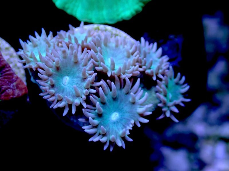 Blue/Green Pagoda Cup 1" frag