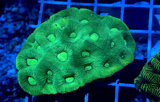 Neon Green Brain - 3” Colony - WYSIWYG