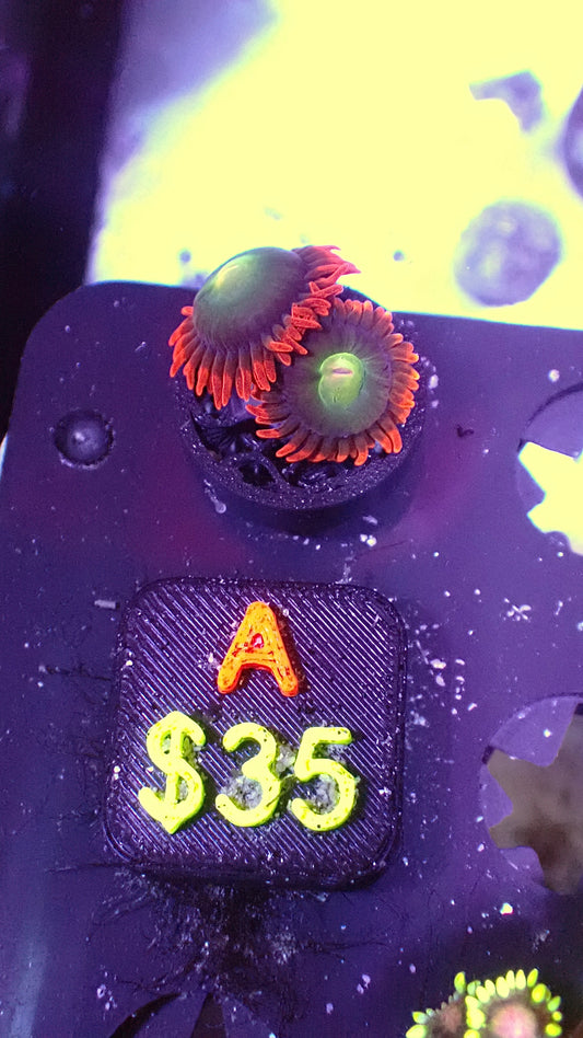 Punk rocker zoas WYSIWYG Ax
