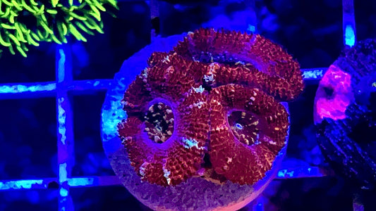 Star Lord Acan Lord - 1” frag