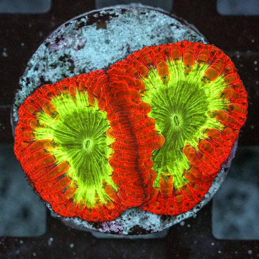 Mars attacks! blastomussa colony 2”wysiwyg