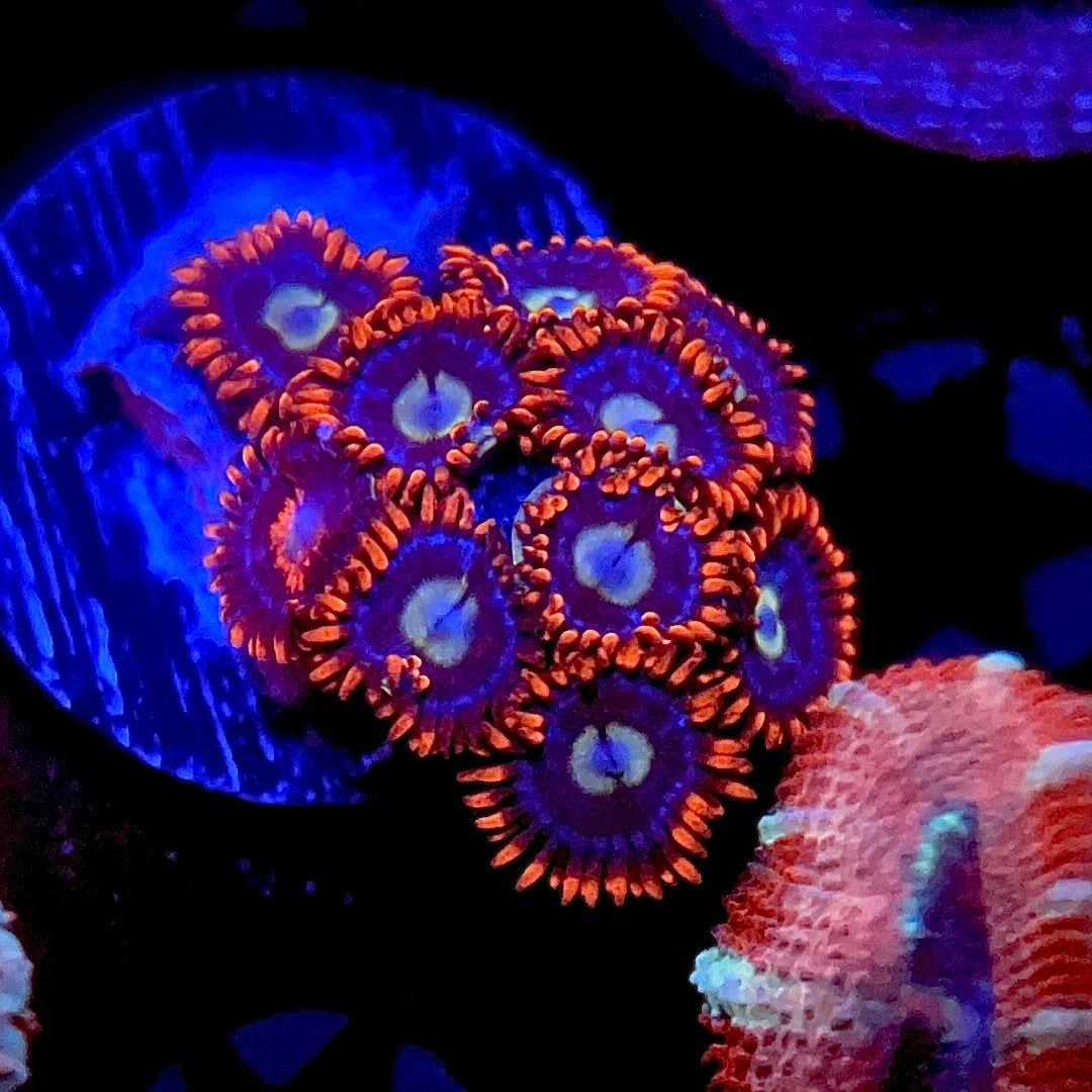 Spiderman Zoas - 1” frag, 4+ polyps