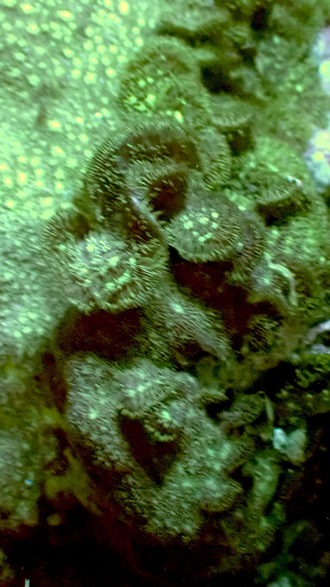 Pavona Cactus Coral