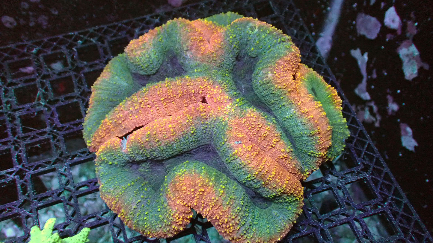 Love crater lobo brain 6” XL WYSIWYG