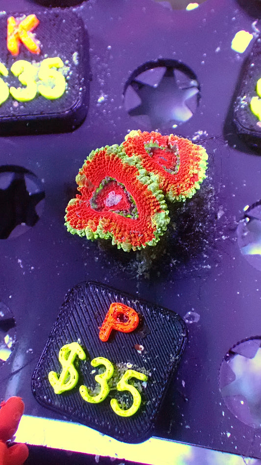 Striped acans WYSIWYG Px