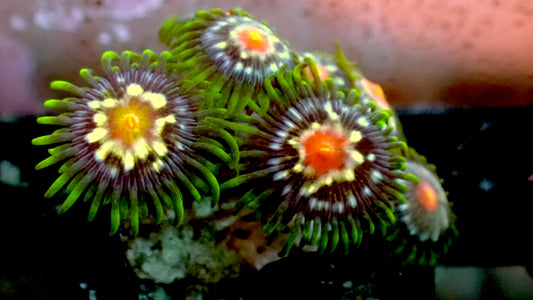 Stargazer Zoas