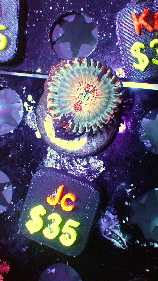 White zombies zoas 1” WYSIWYG Jc