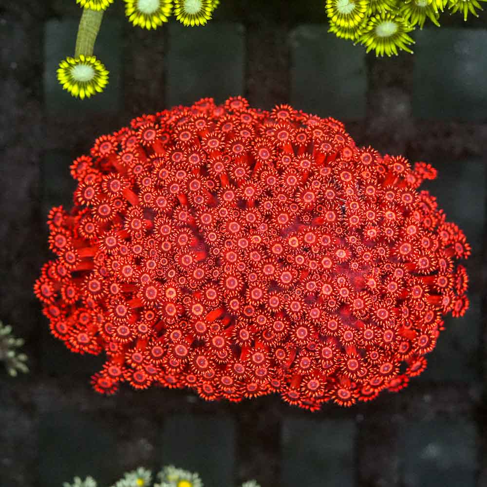 Neon red goniopora 3” colony WYSIWYG