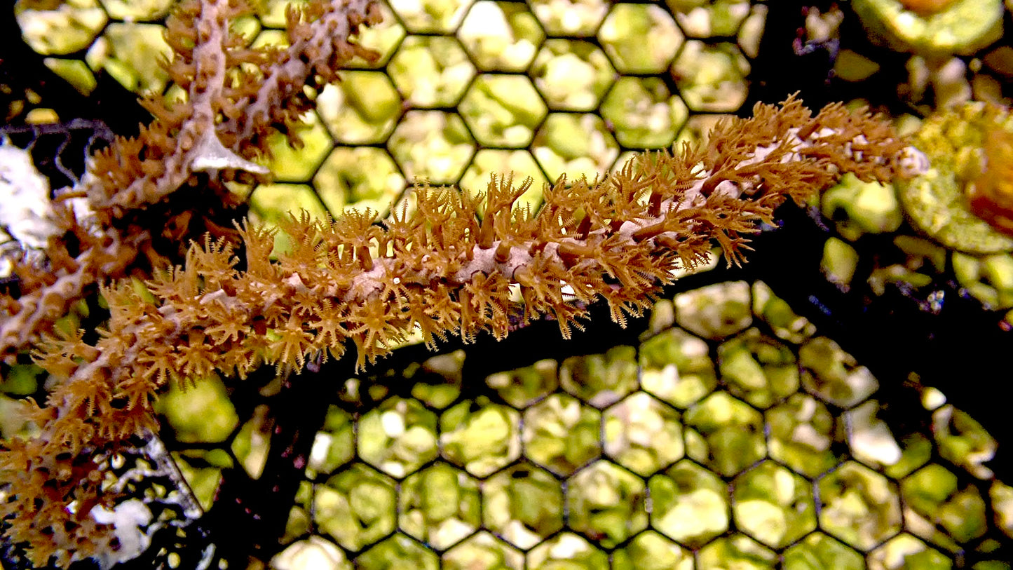 Orange Photosynthetic Gorgonian