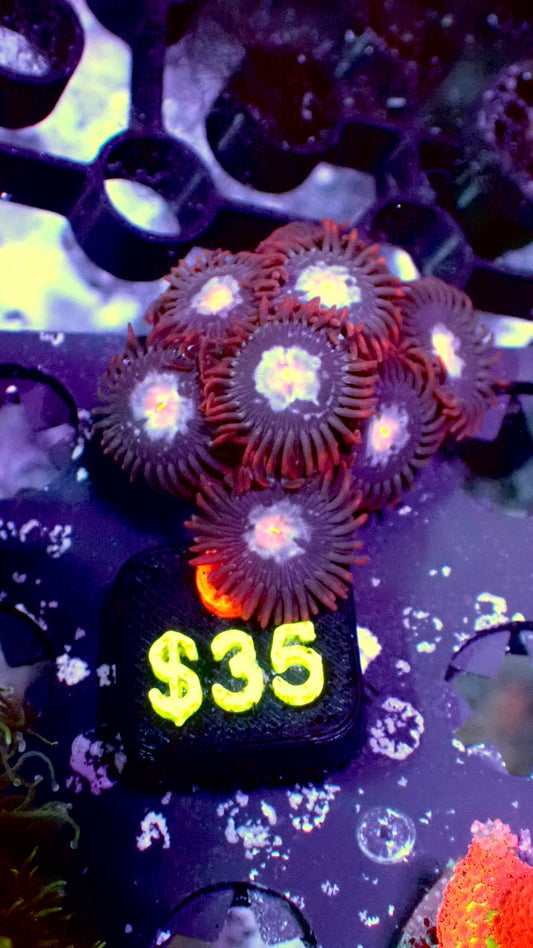 Mystique zoas WYSIWYG C