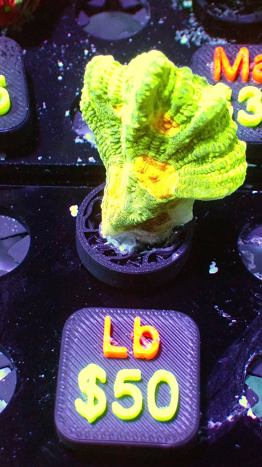 Space invader pectinia 1” WYSIWYG Lb