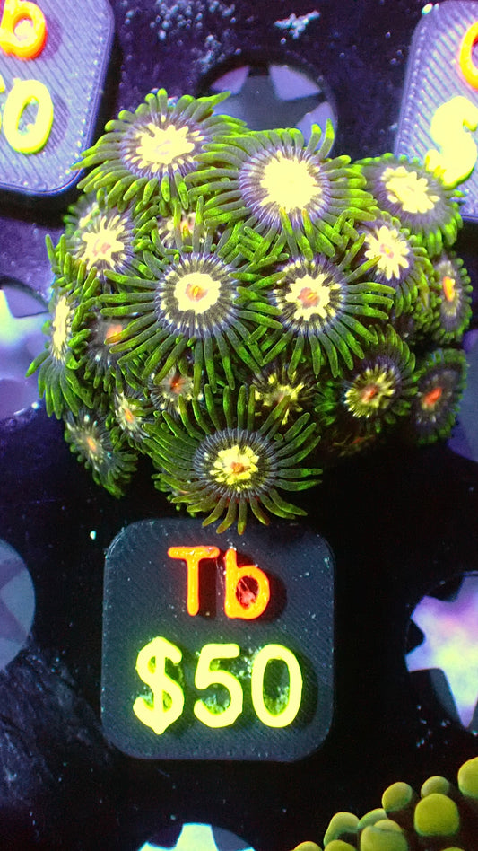 Stargazer zoas mini colony WYSIWYG Tb