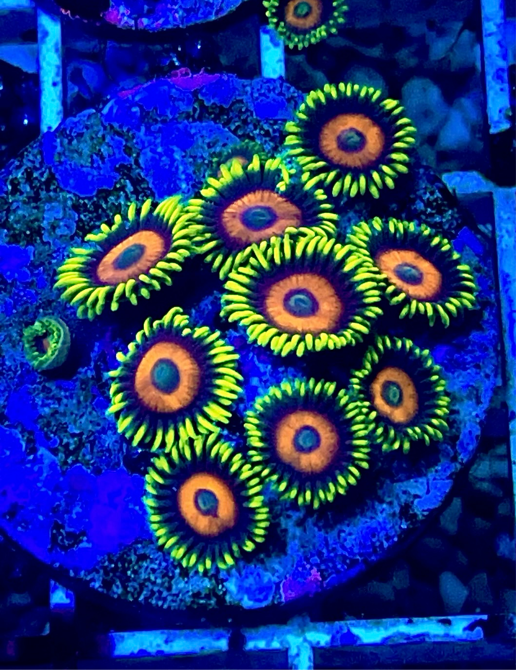 Eagle eye zoa