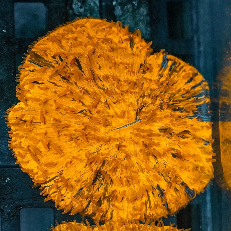 Orange fungia plate Large 3” WYSIWYG