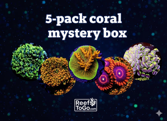 Reef Surprise: 5-Pack Coral Mystery Box