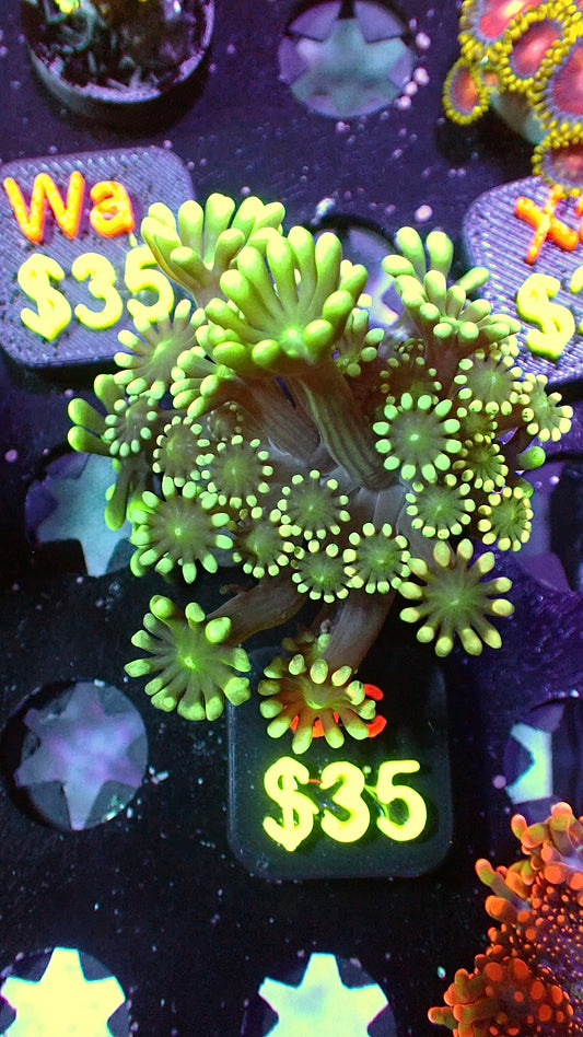 Emerald alveopora 1” WYSIWYG Cc