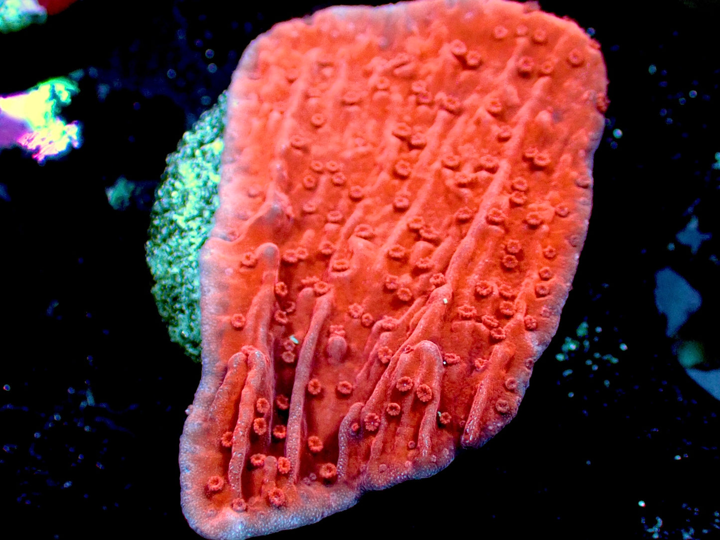 Orange Monti Cap