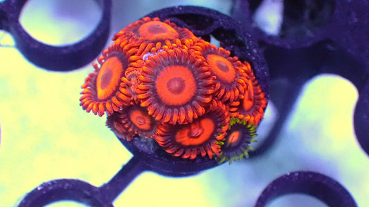 Orange oxide zoas 1” frag WYSIWYG