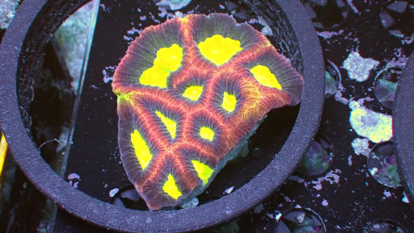 Dragon soul colony 3” WYSIWYG