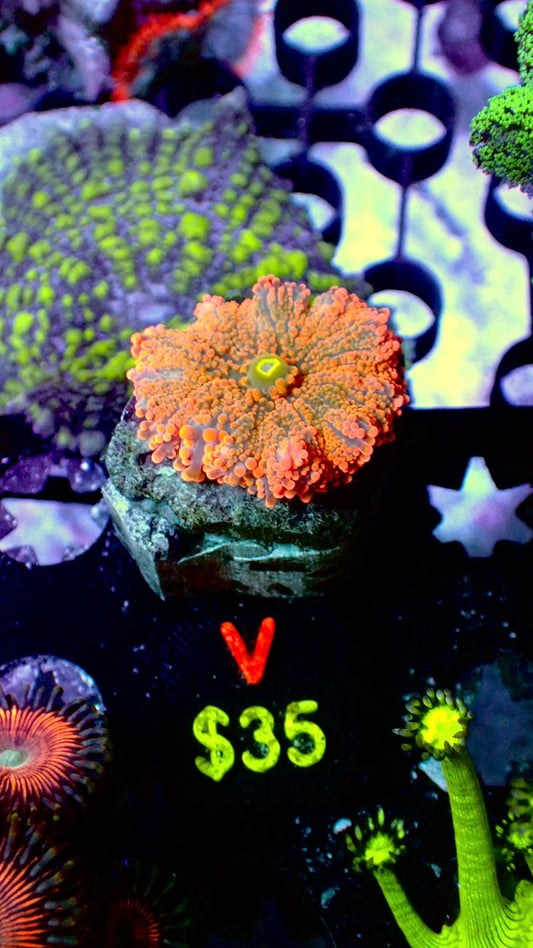 Orange Yuma mushroom WYSIWYG V