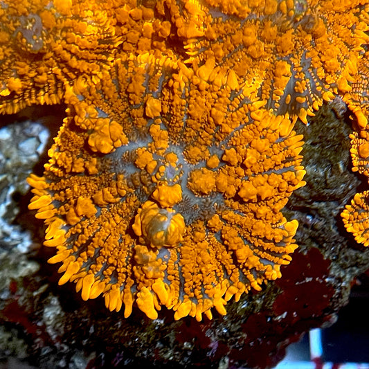 Orange bounce mushroom - 1” frag